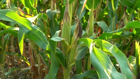 Corn for animal feed And processed into human food products. Stock Footage 128240005
