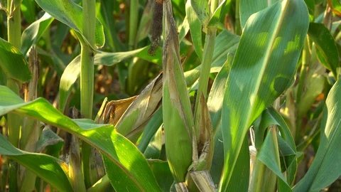 Corn for animal feed And processed into human food products. Stock Footage 128240100