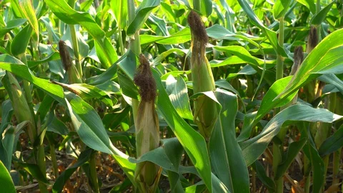 Corn for animal feed And processed into human food products. Stock Footage 128240122