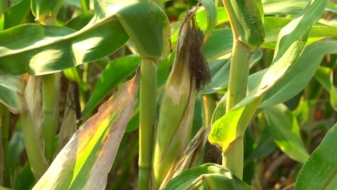 Corn for animal feed And processed into human food products. Stock Footage 128240162