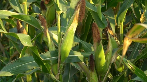 Corn for animal feed And processed into human food products. Stock Footage 128240187