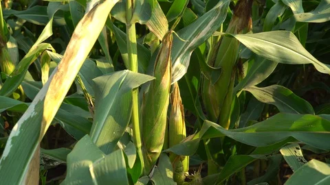 Corn for animal feed And processed into human food products. Stock Footage 128240214