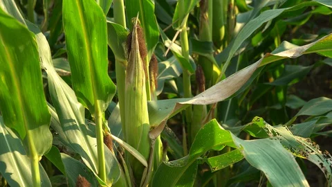 Corn for animal feed And processed into human food products. Stock Footage 128240237