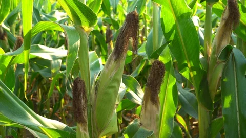Corn for animal feed And processed into human food products. Stock Footage 128240248