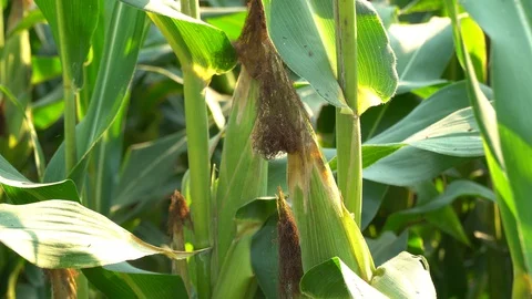 Corn for animal feed And processed into human food products. Stock Footage 128240255