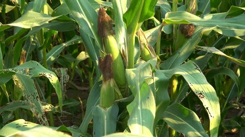Corn for animal feed And processed into human food products. Stock Footage 128240327