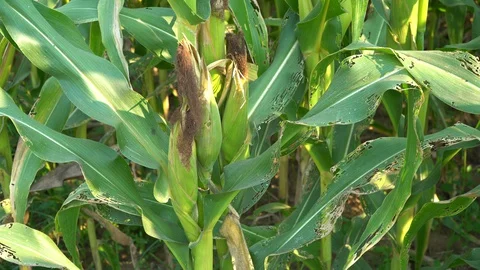 Corn for animal feed And processed into human food products. Stock Footage 128240399
