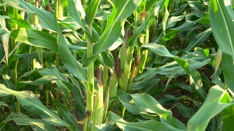 Corn for animal feed And processed into human food products. Stock Footage 128240407