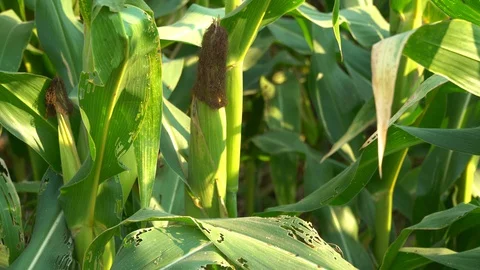 Corn for animal feed And processed into human food products. Stock Footage 128240410