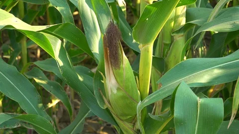 Corn for animal feed And processed into human food products. Stock Footage 128240468