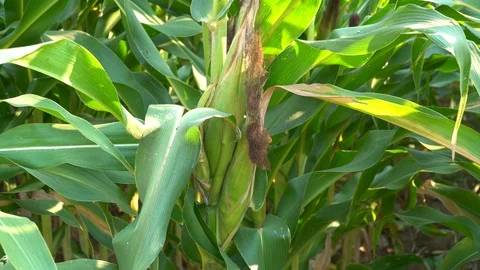 Corn for animal feed And processed into human food products. Stock Footage 128240471