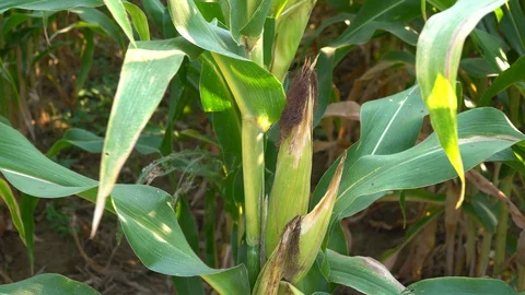 Corn for animal feed And processed into human food products. Stock Footage 128240512