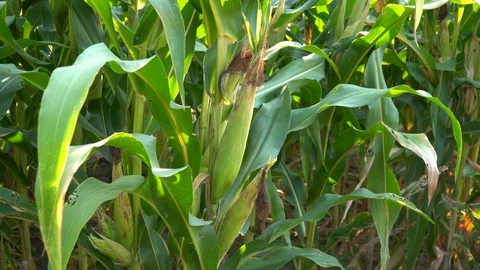 Corn for animal feed And processed into human food products. Stock Footage 128240518