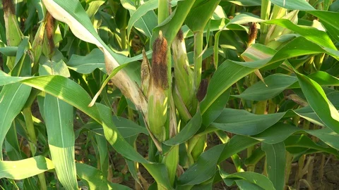 Corn for animal feed And processed into human food products. Stock Footage 128240522