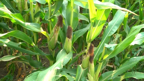 Corn for animal feed And processed into human food products. Stock Footage 128240545