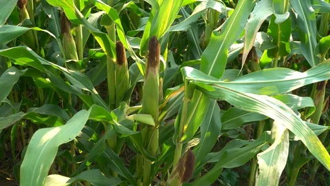 Corn for animal feed And processed into human food products. Stock Footage 128240618