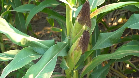 Corn for animal feed And processed into human food products. Stock Footage 128240674