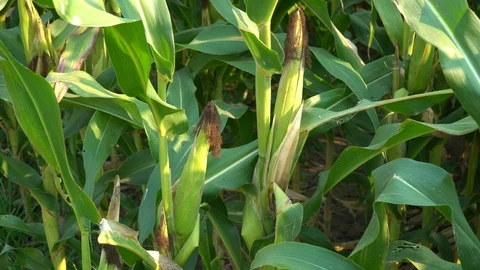 Corn for animal feed And processed into human food products. Stock Footage 128240695