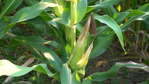 Corn for animal feed And processed into human food products. Stock Footage 128240734