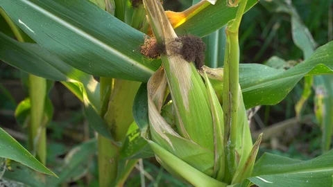 Corn for animal feed And processed into human food products. Stock Footage 128240748