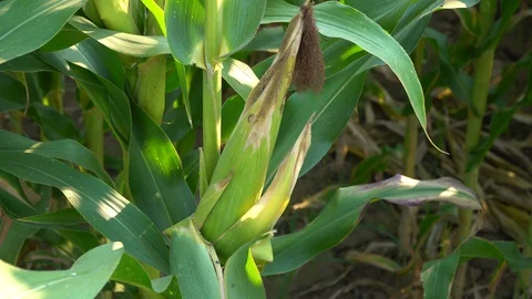 Corn for animal feed And processed into human food products. Stock Footage 128240785