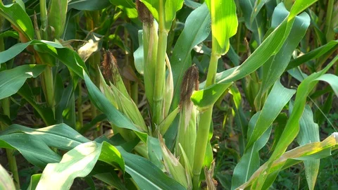 Corn for animal feed And processed into human food products. Stock Footage 128240795
