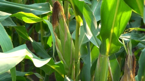 Corn for animal feed And processed into human food products. Stock Footage 128240813