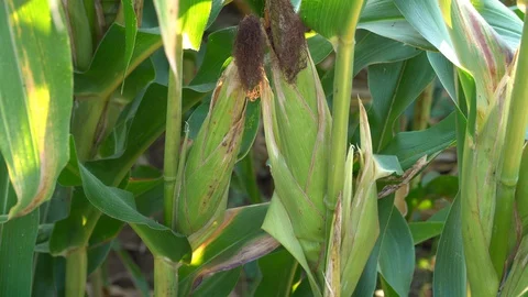 Corn for animal feed And processed into human food products. Stock Footage 128240826