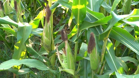 Corn for animal feed And processed into human food products. Stock Footage 128240885