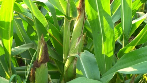 Corn for animal feed And processed into human food products. Stock Footage 128240890