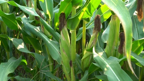 Corn for animal feed And processed into human food products. Stock Footage 128240979