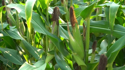 Corn for animal feed And processed into human food products. Stock Footage 128241004