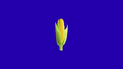 Corn animation on blue background 库存影片 333151012