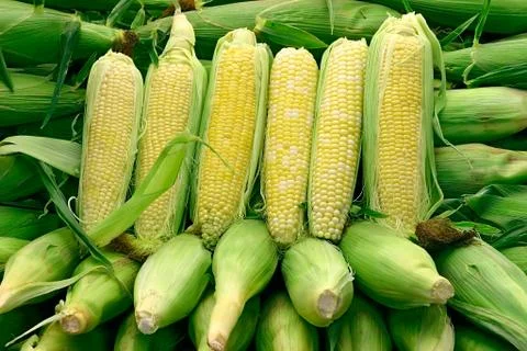 Corn arrangement 1 Stock Photos