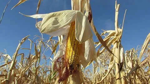 Corn on a background of blue sky Video stock 139104930