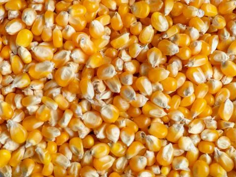 Corn background. Corn grains on the counter. Yellow background from food ingr Stock Photos