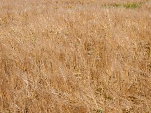 Corn Background grain pattern texture Stock Photos