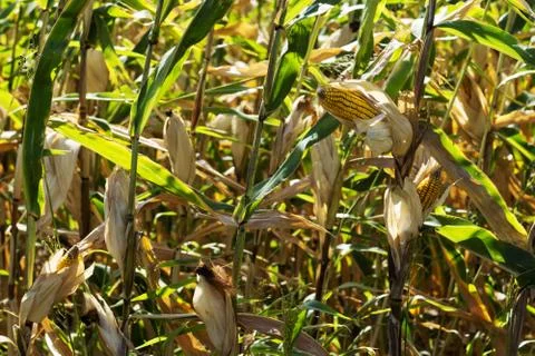 Corn on a background of green corn field Stock Photos