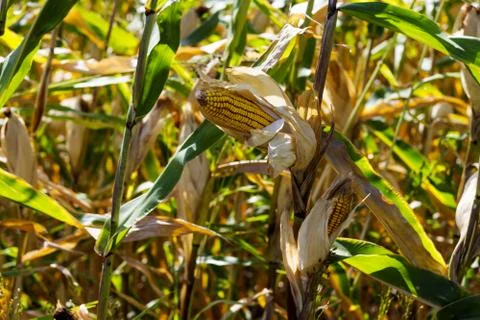 Corn on a background of green corn field Stock Photos