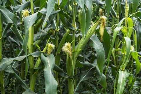 Corn on a background of green corn field. Stock Photos