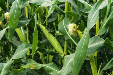 Corn on a background of green corn field. Stock Photos