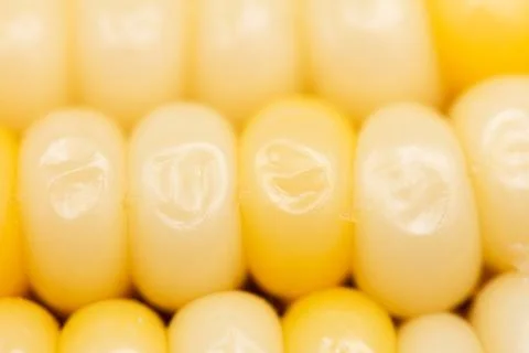 Corn as background. macro Stock Photos