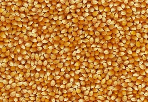 Corn background Stock Photos