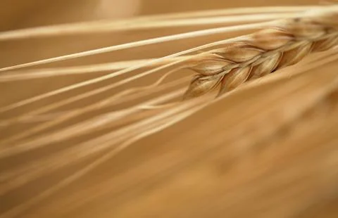 Corn background Stock Photos