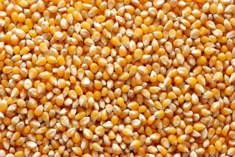 Corn background Stock Photos