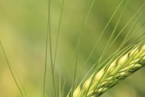 Corn background Stock Photos