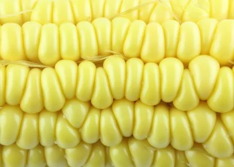 Corn background Stock Photos