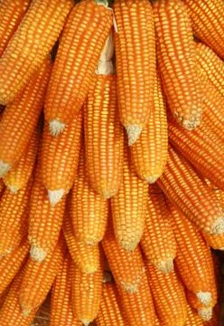 Corn background Foto stock