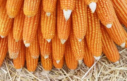 Corn background Stock Photos