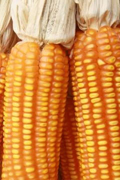 Corn background Stock Photos